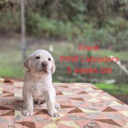 Frank - Yellow male Labrador Retriever puppy in Rogue River, Oregon from PNW Labradors