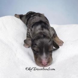 Ragar - Black and cream male Dachshund puppy in Oklahoma City, Oklahoma from OkieDoxieland Dachshunds