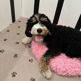Mocha - Bernedoodle
