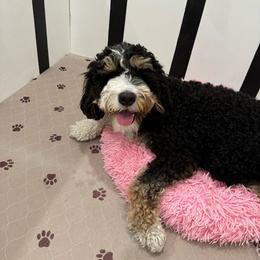Mocha - Bernedoodle