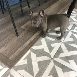 French Bulldog Puppies from The Frenchie Ravine Connection LLC