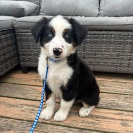 Oscar - Black tri male Miniature Australian Shepherd puppy in Marion, Michigan from Highland Hills Mini Aussies