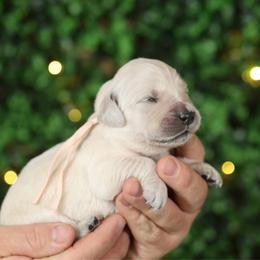 Poppy - Light golden female Golden Retriever puppy in Payette, Idaho from Stonewick Retrievers