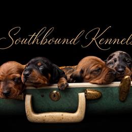 Dachshund puppies from Southbound Kennel