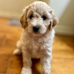 Lucy - Cream female Aussiedoodle puppy in Liberty, Texas from Poodles and Doodles Most Excellent Adventures