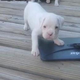 Black Beauties Breakthrough - White female Boxer puppy in Elizabeth City, North Carolina from Black Beauties Boxers