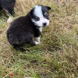 Petal - Black tri female Miniature American Shepherd puppy in Florence, Oregon from NW Aloha Miniature American Shepherds