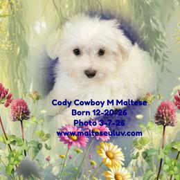 Cody Cowboy - White male Maltese puppy in Silverhill, Alabama from Malteseuluv’s Tiny Treasurers
