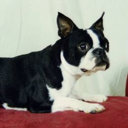 Boston Terriers from Lyn-D-Ann's Bostons