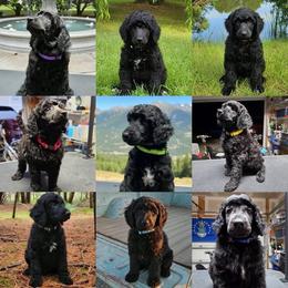 Poodle puppies from Charleston Reds Standard Poodles and Whippets