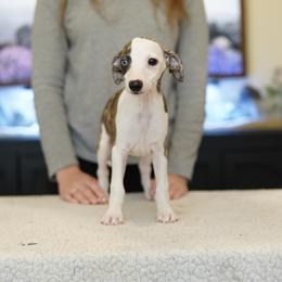 Cable - Black brindle male Whippet puppy in Atlanta, Georgia from Sinaj