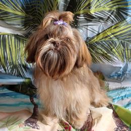 Scarlett - Shih Tzu