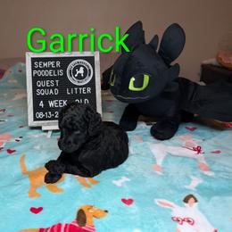 Garrick - Black male Poodle puppy in Vail, Arizona from Semper Poodelis