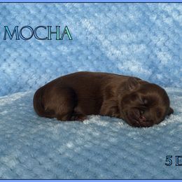 Mocha - Chocolate male Shih Tzu puppy in Yelm, Washington from Lala's All Star Shih Tzu