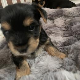 Yorkshire Terrier Puppies from Willow Grove Yorkie