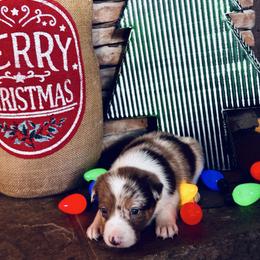 Trix x Lassie - Girl 4 - Sable merle - Sable merle female Border Collie puppy in Minden, Iowa from Rocking N Registered Border Collies & Labradors