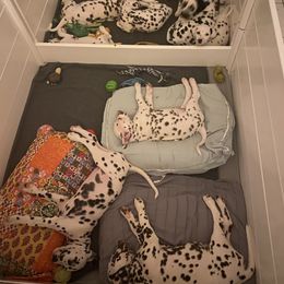 Dalmatian Puppies from Buckeye Dalmatians