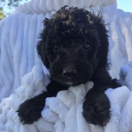 Blue - Black male Goldendoodle puppy in Hagerstown, Maryland from 3Dawn Doods