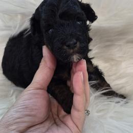 Leo - Phantom male Poodle puppy in Chandler, Arizona from Fabi Poodle