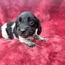 G black and tan piebald - Piebald female Dachshund puppy in Umatilla County, Oregon from Divine Dogs