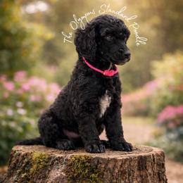 Feyre - Black female Poodle puppy in Spring Hills, Florida from The Olympus Standard Poodle