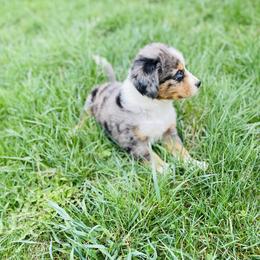 Aussiedoodle and Bernedoodle Puppies from North Mountain Doodles