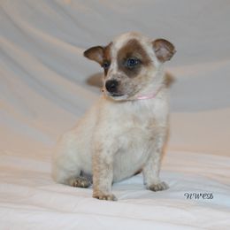 Carrie Underwood - Red speckled female Australian Cattle Dog puppy in Willamina, Oregon from Cherished Chihuahuas