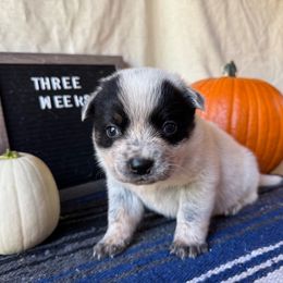 Blue girl - Blue female Australian Cattle Dog puppy in Cottage Grove, Oregon from Heirloom Ranch