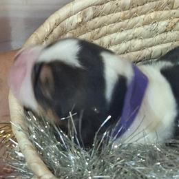 Tinsel(Purple) - Black tan and white female Basset Hound puppy in Carbondale, Kansas from Dream Weavers Basset Hounds