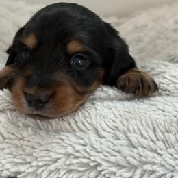 Muffin - Black and tan female Dachshund puppy in Vancouver, Washington from Cascade Minis