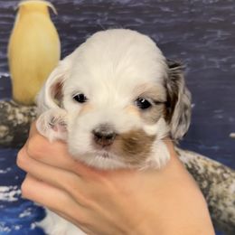 Ophelia - Cockapoo puppy in Salem, Oregon from Capital Doodles