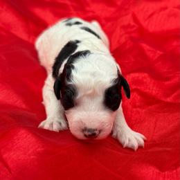 Ripp - Black and white male Bernedoodle puppy in Willacoochee, Georgia from Kitandkboodle's Doodles