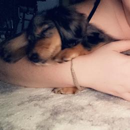 Dachshund and Miniature Australian Shepherd Puppies from Southern Charm Kennels