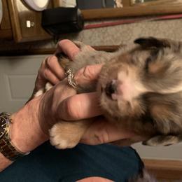 Miniature Australian Shepherds from Warren’s Colorado Mini Aussies
