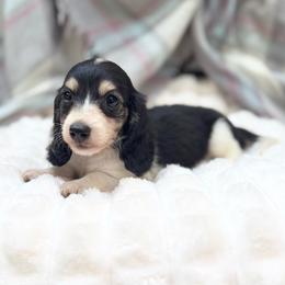 RUSSIAN GIRL - Black and cream female Dachshund puppy in Decatur, Mississippi from KP Dachshunds