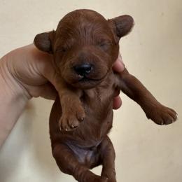 Maui - Red male Cavapoo puppy in Orange, California from SoCal Cavapoos