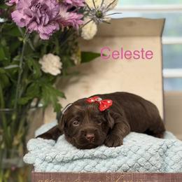 Celeste - Chocolate female Australian Labradoodle puppy in Citrus Heights, California from Elite Blend Labradoodles