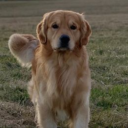 German Shepherds and Golden Retrievers from Dream Dogs