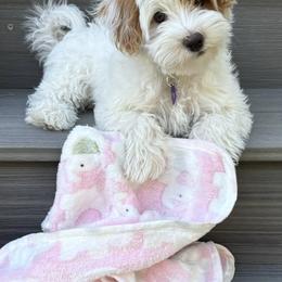 Bernedoodle, Cavapoo, Havanese, and Havapoo Puppies from Lady Paws Puppies - Cassie