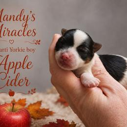 Apple Cider - Parti male Yorkshire Terrier puppy in Dallas, North Carolina from Mandy's Miracles