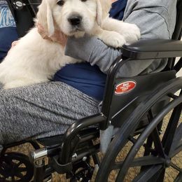 Golden Retriever Puppies from Light Hill Goldens
