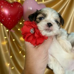 Boy 1 - Gold and white male Shih Tzu puppy in Port Orchard, Washington from Buttons N Bows