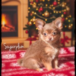 Sugarplum - Chocolate and white female Chihuahua puppy in Demorest, Georgia from Sourpatch Chihuahuas