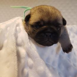 Mr. Teal - Fawn male Pug puppy in Gore, Oklahoma from Pugs on Pecan
