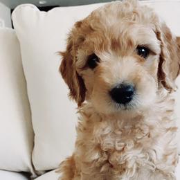 Cavapoos, Goldendoodles, and Poodles from Pitter Patter Puppies