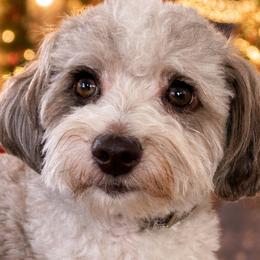 Aussiedoodles and Poodles from Mountaintop Paws