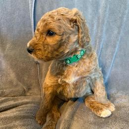 Male Green Collar(Hulk) - Red  male Goldendoodle puppy in Cape Coral, Florida from GoldenDoodles Cape Coral