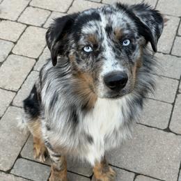 Thor - Blue merle male Australian Shepherd puppy in Flemington, New Jersey from Aislin Fields