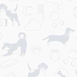 American Staffordshire Terriers and French Bulldogs from Marla Westley's American Staffordshire Terriers & French Bulldogs