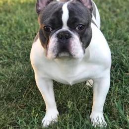French Bulldog All Grown Up from Bourbon Trail Frenchies
